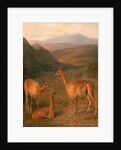 Three Vicunas by Jacques-Laurent Agasse