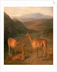 Three Vicunas by Jacques-Laurent Agasse
