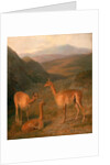 Three Vicunas by Jacques-Laurent Agasse