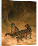 Clouded Leopards by Jacques-Laurent Agasse