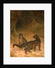Clouded Leopards by Jacques-Laurent Agasse