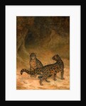 Clouded Leopards by Jacques-Laurent Agasse