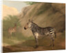 Zebra by Jacques-Laurent Agasse