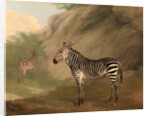 Zebra by Jacques-Laurent Agasse