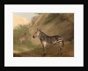 Zebra by Jacques-Laurent Agasse