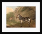 Zebra by Jacques-Laurent Agasse