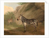 Zebra by Jacques-Laurent Agasse