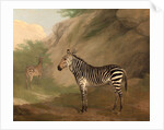 Zebra by Jacques-Laurent Agasse