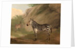 Zebra by Jacques-Laurent Agasse