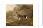 Zebra by Jacques-Laurent Agasse