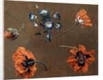 Poppies and Tradascanthus by Anonymous