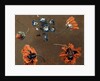 Poppies and Tradascanthus by Anonymous