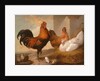 Domestic Cock, Hens, and Chicks by Francis Barlow