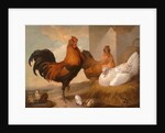 Domestic Cock, Hens, and Chicks by Francis Barlow