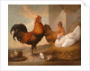 Domestic Cock, Hens, and Chicks by Francis Barlow
