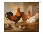 Domestic Cock, Hens, and Chicks by Francis Barlow