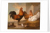 Domestic Cock, Hens, and Chicks by Francis Barlow