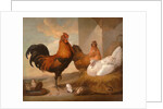 Domestic Cock, Hens, and Chicks by Francis Barlow