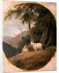 Kashmir Goats by William Daniell