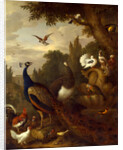 Peacock, peahen, parrots, canary, and other birds in a park by Jacob Bogdani