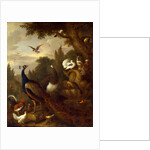 Peacock, peahen, parrots, canary, and other birds in a park by Jacob Bogdani