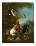 Domestic cock, hens, and chicks in a park by Peter Casteels