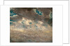 Cloud Study Study of Altocumulus Clouds by John Constable