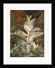 A Thistle by John Crome