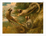 A Marmoset in Three Attitudes by George Garrard