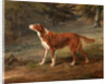 Ranger, a setter, the property of Elizabeth Gray Ranger by George Garrard