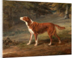 Ranger, a setter, the property of Elizabeth Gray Ranger by George Garrard