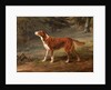 Ranger, a setter, the property of Elizabeth Gray Ranger by George Garrard