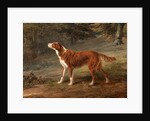Ranger, a setter, the property of Elizabeth Gray Ranger by George Garrard