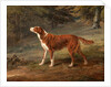 Ranger, a setter, the property of Elizabeth Gray Ranger by George Garrard