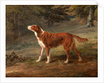 Ranger, a setter, the property of Elizabeth Gray Ranger by George Garrard