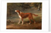 Ranger, a setter, the property of Elizabeth Gray Ranger by George Garrard