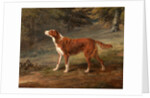 Ranger, a setter, the property of Elizabeth Gray Ranger by George Garrard