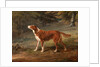 Ranger, a setter, the property of Elizabeth Gray Ranger by George Garrard