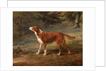 Ranger, a setter, the property of Elizabeth Gray Ranger by George Garrard