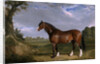 A Clydesdale Stallion by John Frederick Herring