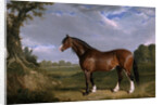 A Clydesdale Stallion by John Frederick Herring