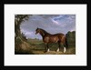 A Clydesdale Stallion by John Frederick Herring