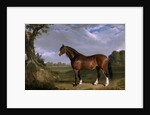 A Clydesdale Stallion by John Frederick Herring