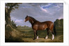 A Clydesdale Stallion by John Frederick Herring