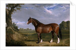 A Clydesdale Stallion by John Frederick Herring