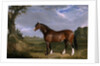 A Clydesdale Stallion by John Frederick Herring