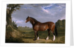 A Clydesdale Stallion by John Frederick Herring