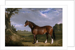 A Clydesdale Stallion by John Frederick Herring
