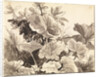 Study of Coltsfoot Leaves by Franz Innocenz Kobell