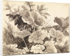 Study of Coltsfoot Leaves by Franz Innocenz Kobell